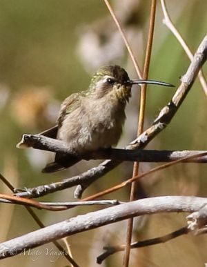 Hummingbird.Dusky IMG_9711.jpg
